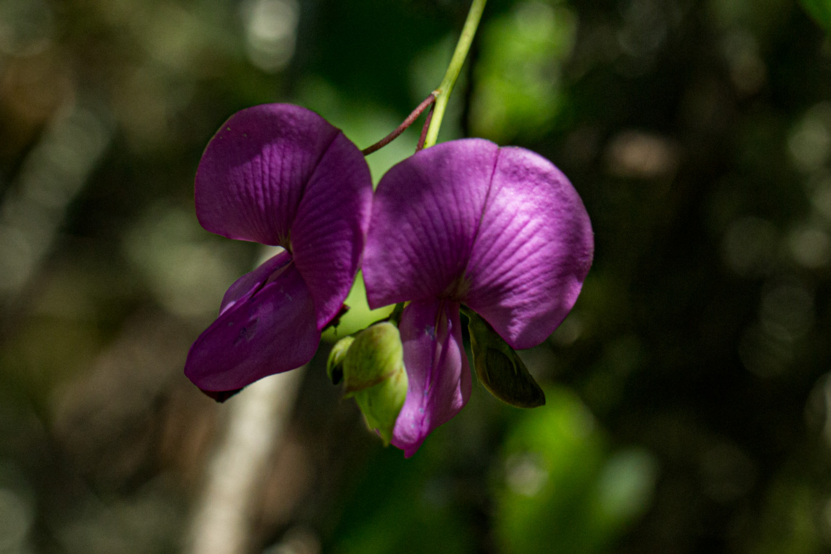 Tephrosia cordata