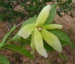 Uvaria kirkii