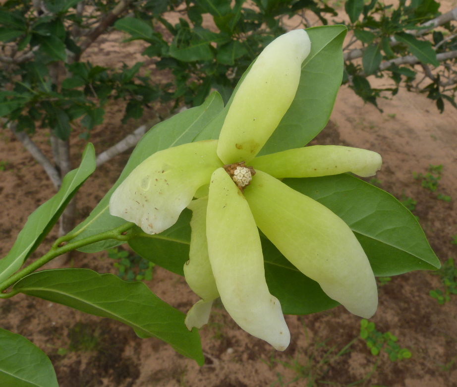 Uvaria kirkii