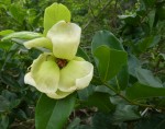 Uvaria kirkii