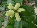 Uvaria kirkii