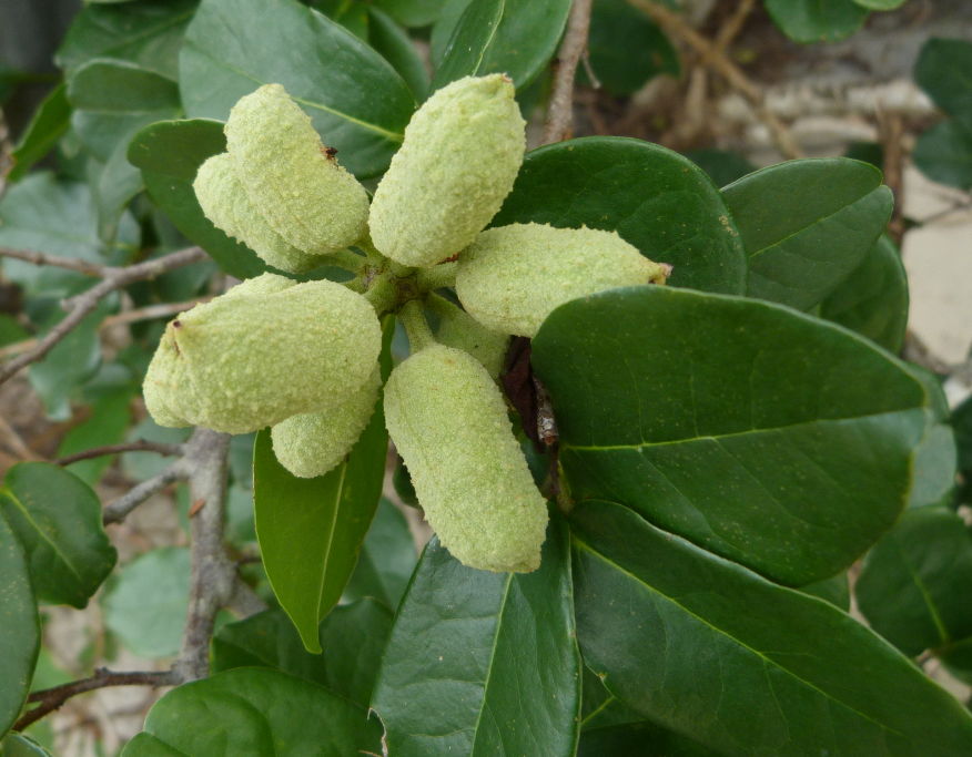 Uvaria kirkii