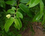 Uvaria acuminata