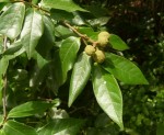 Uvaria acuminata