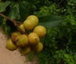 Uvaria acuminata
