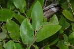 Xylopia collina