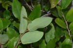 Xylopia collina