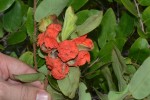 Xylopia collina