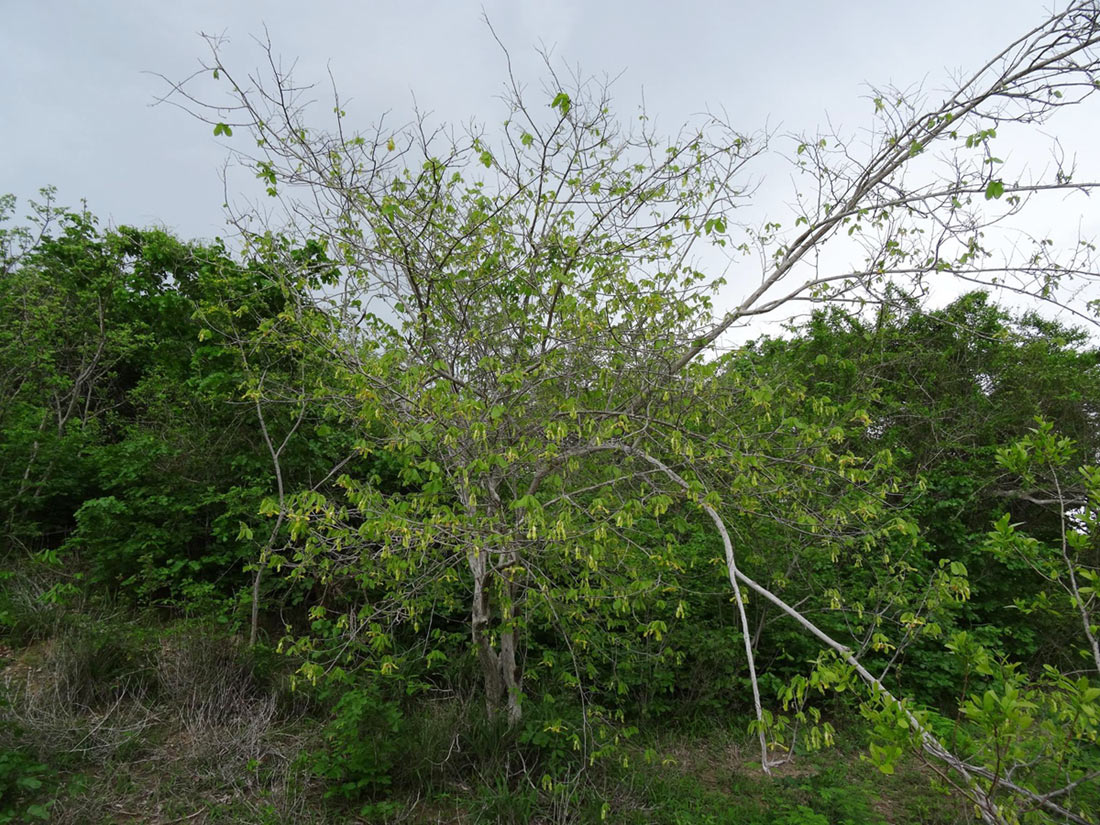 Monodora grandidieri