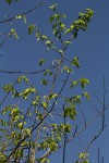 Monodora stenopetala