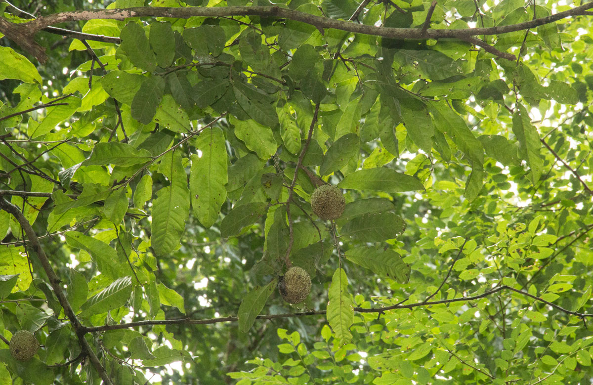 Monodora stenopetala