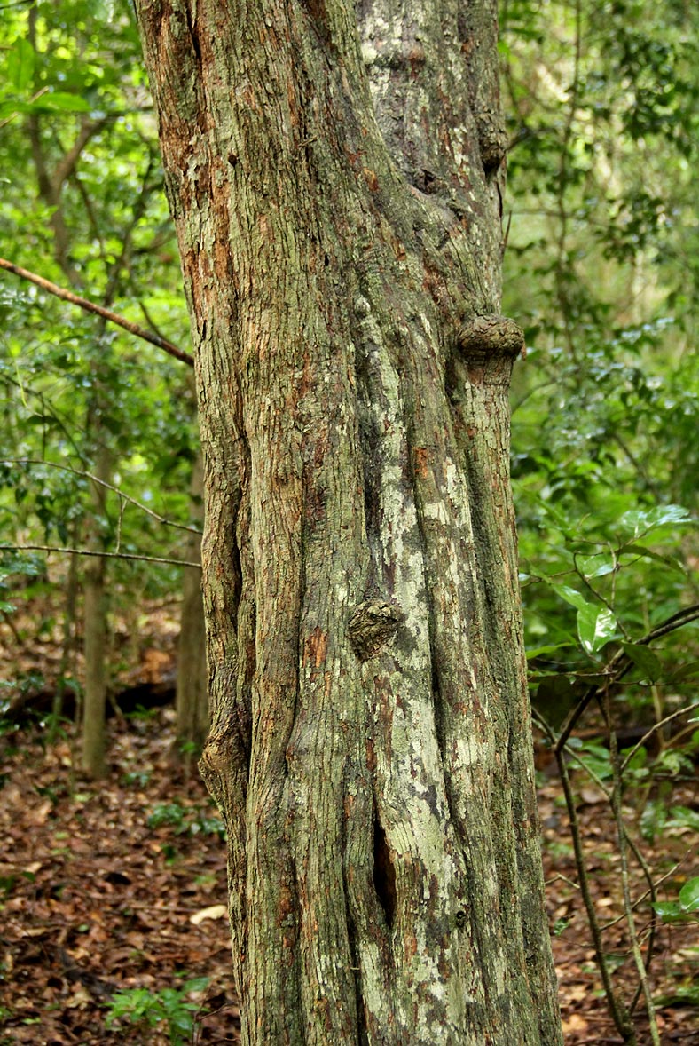 Monodora stenopetala