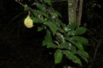 Monodora stenopetala