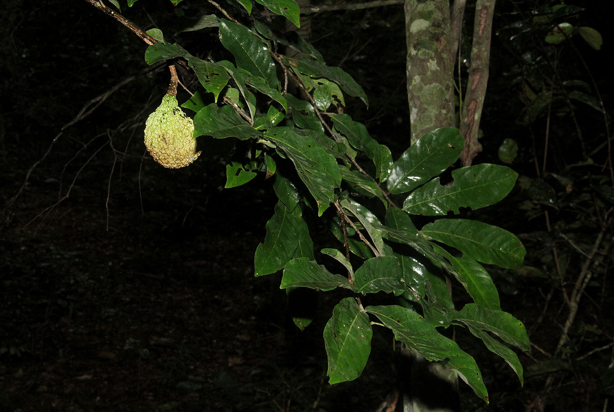 Monodora stenopetala