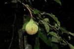 Monodora stenopetala