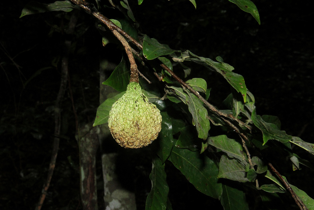 Monodora stenopetala