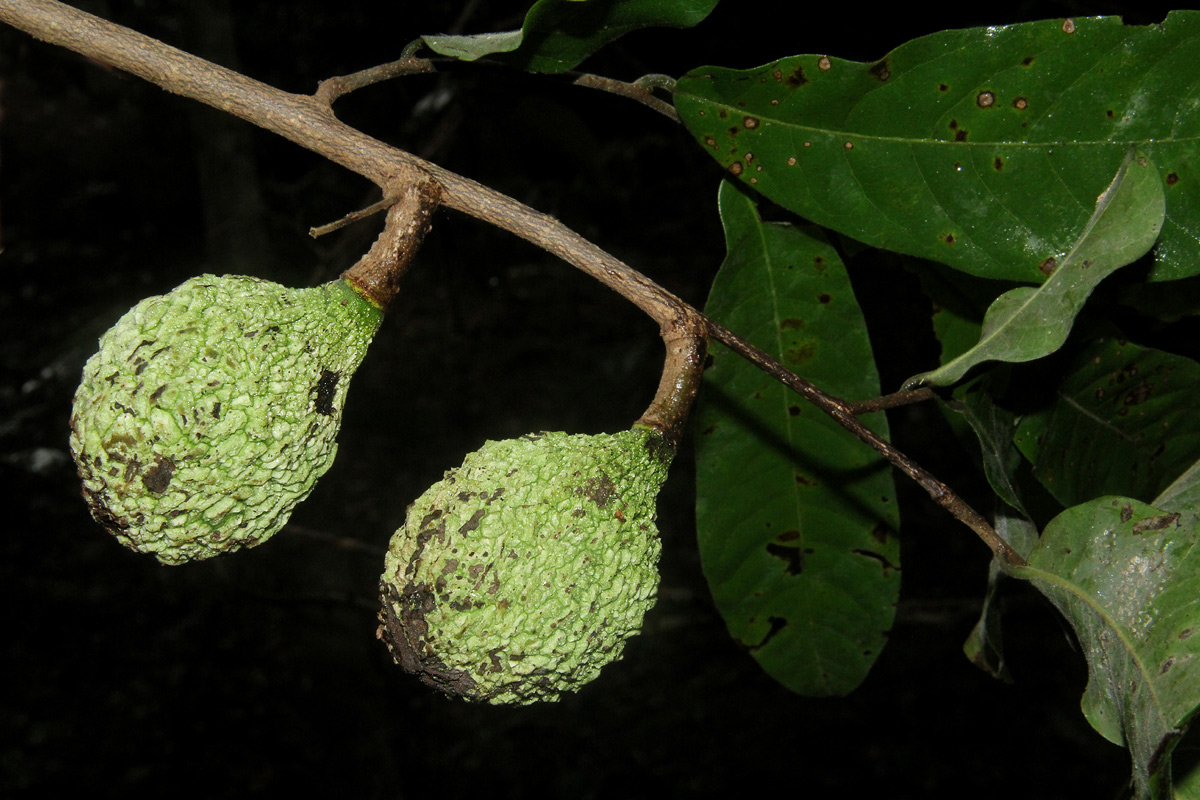 Monodora stenopetala