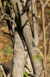 Monodora stenopetala