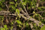 Monodora stenopetala