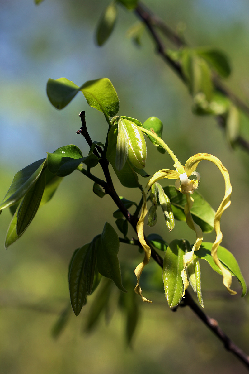 Monodora stenopetala