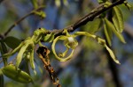 Monodora stenopetala