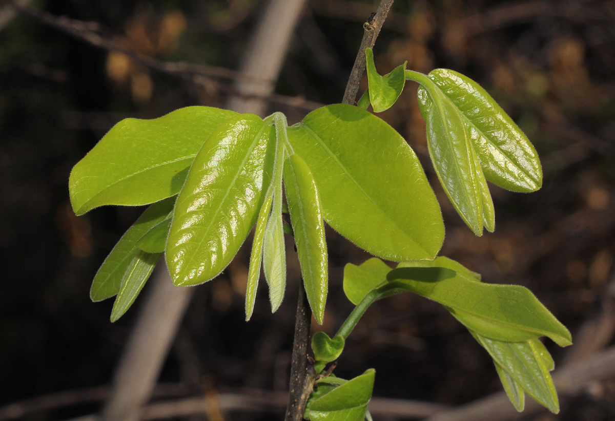 Monodora stenopetala