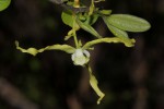 Monodora stenopetala