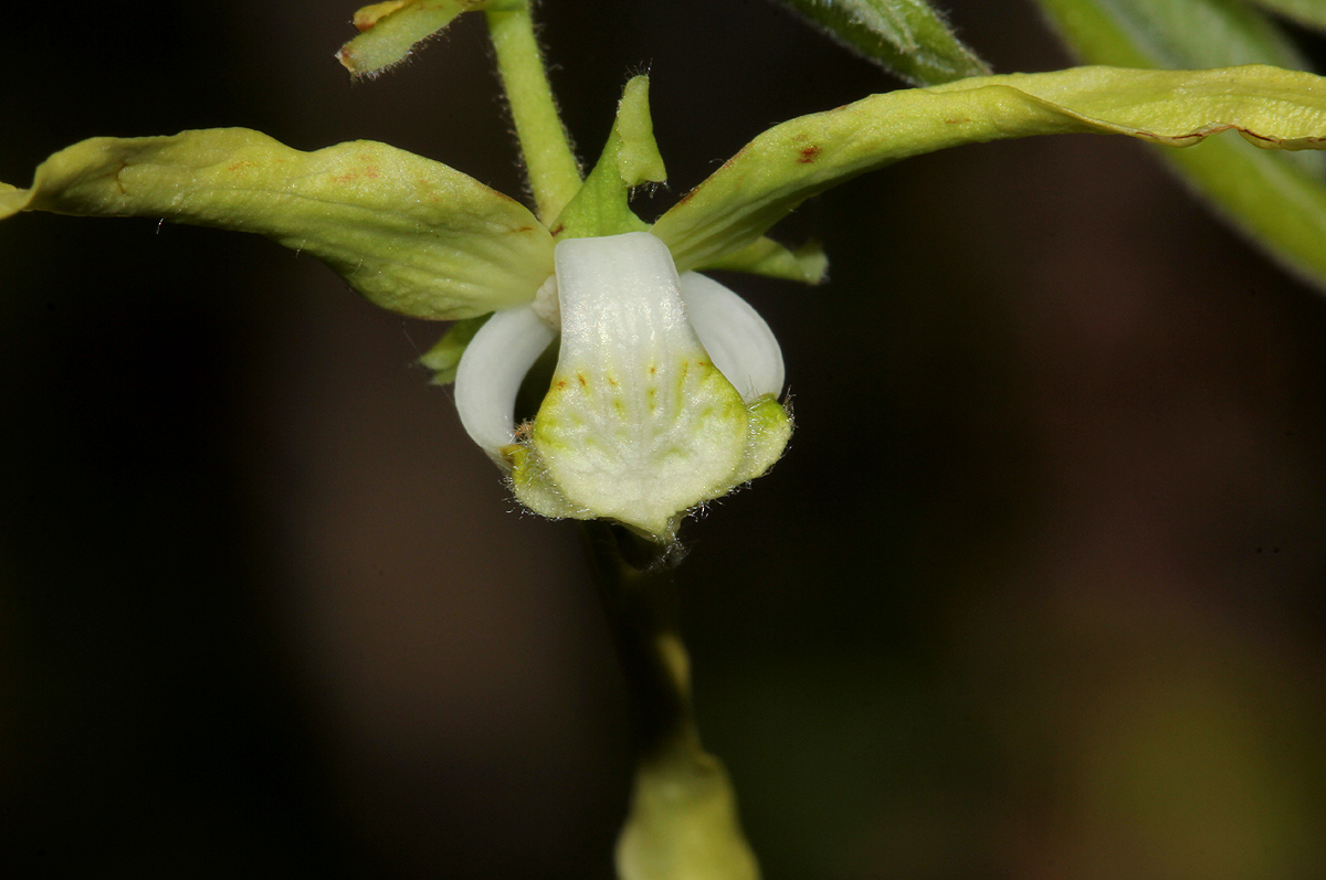 Monodora stenopetala
