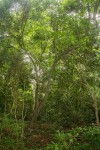 Monodora stenopetala