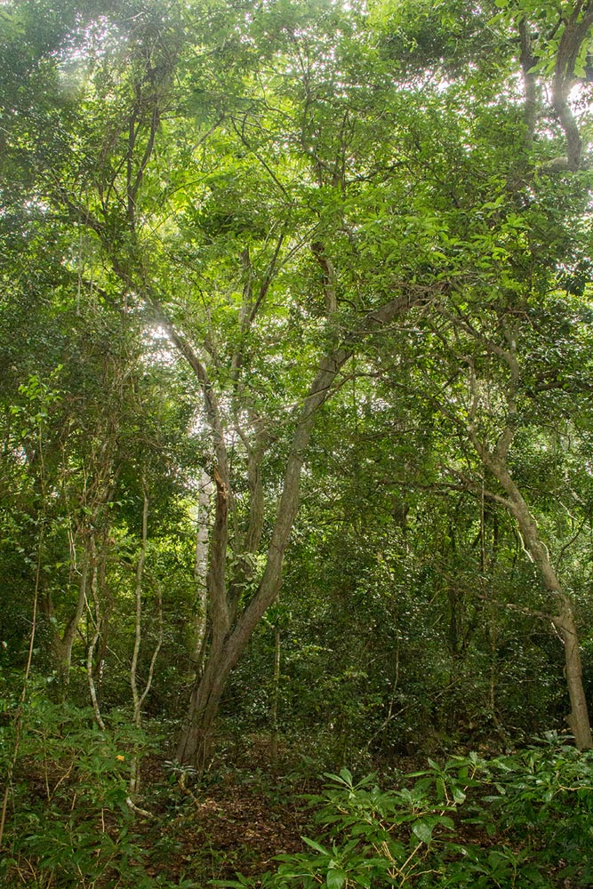 Monodora stenopetala