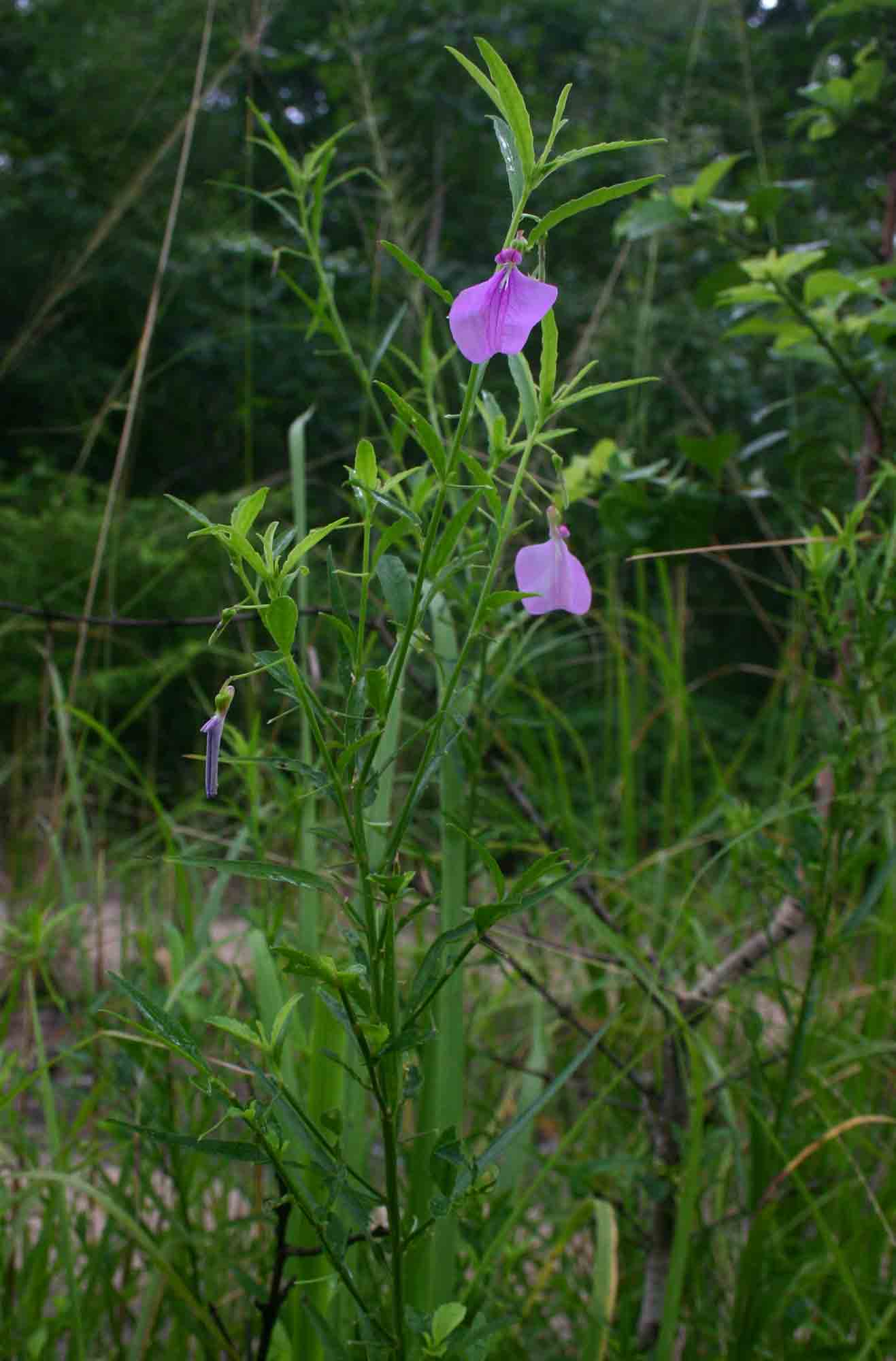 Afrohybanthus latifolius