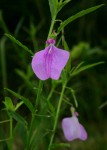 Afrohybanthus latifolius