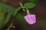 Afrohybanthus latifolius