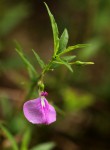 Afrohybanthus latifolius