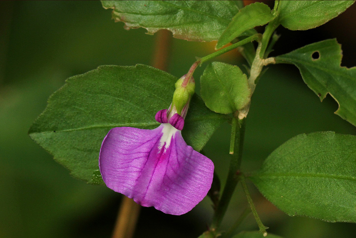 Afrohybanthus latifolius