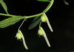 Afrohybanthus latifolius
