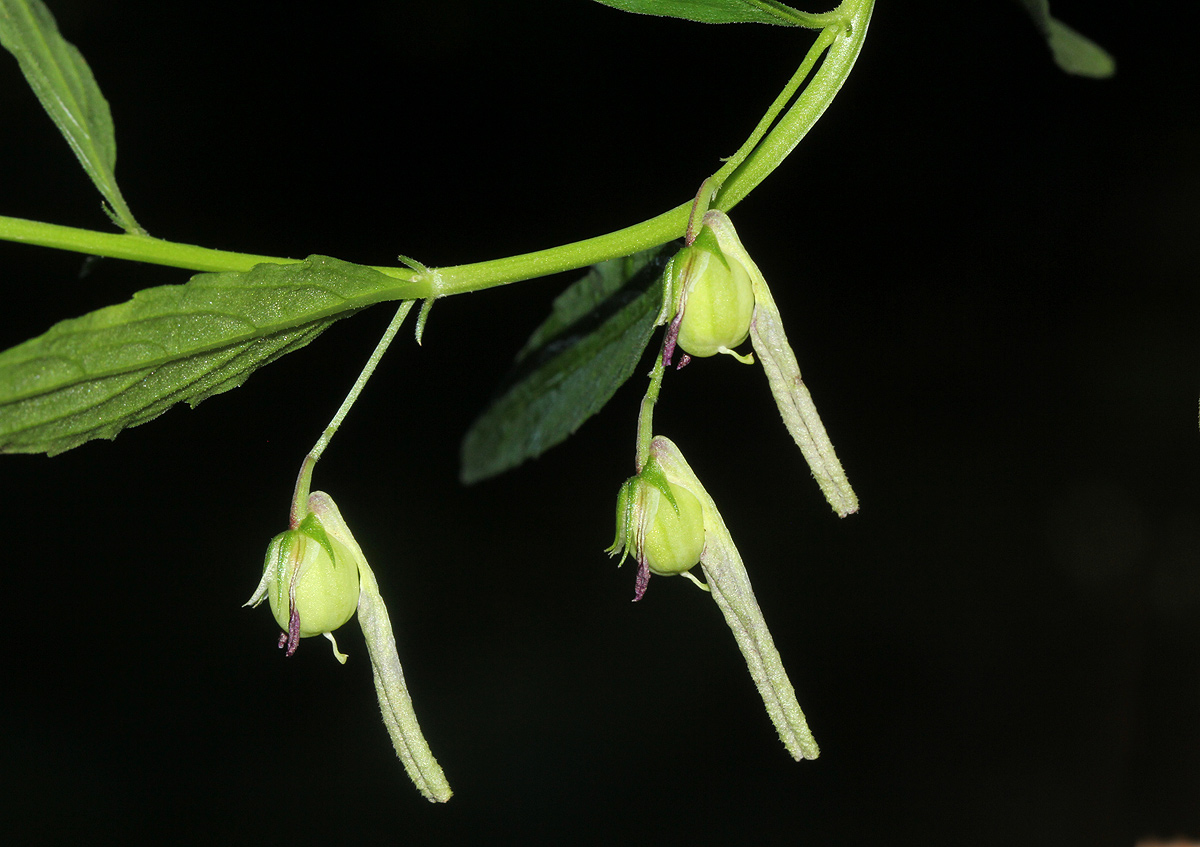 Afrohybanthus latifolius