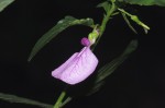 Afrohybanthus latifolius
