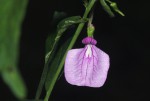 Afrohybanthus latifolius