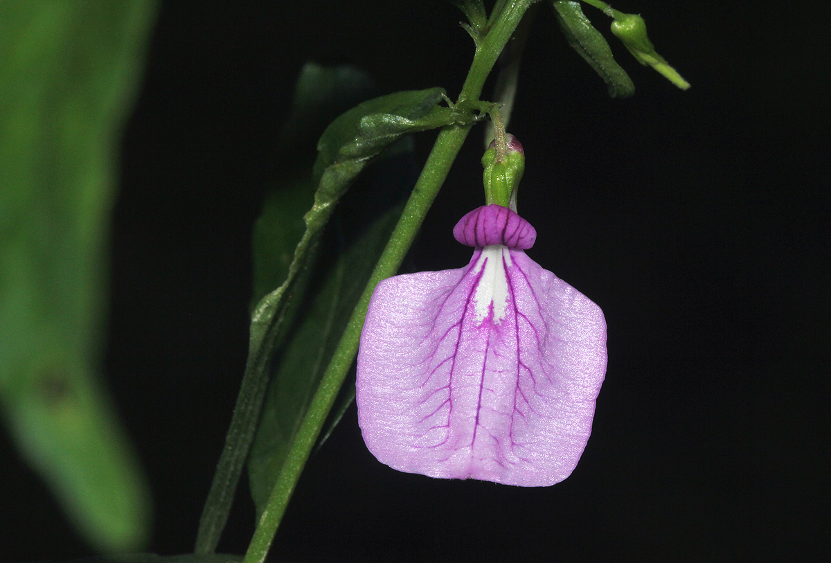 Afrohybanthus latifolius