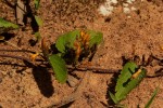Triumfetta glechomoides