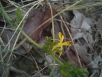 Triumfetta glechomoides