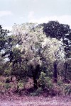 Phyllocosmus lemaireanus