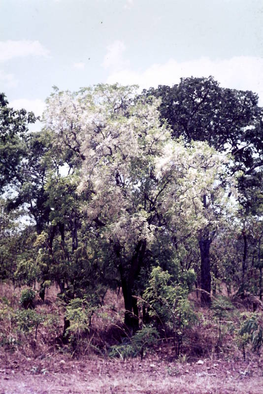 Phyllocosmus lemaireanus
