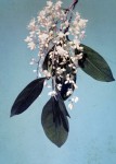 Phyllocosmus lemaireanus