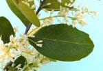 Phyllocosmus lemaireanus