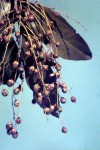 Phyllocosmus lemaireanus