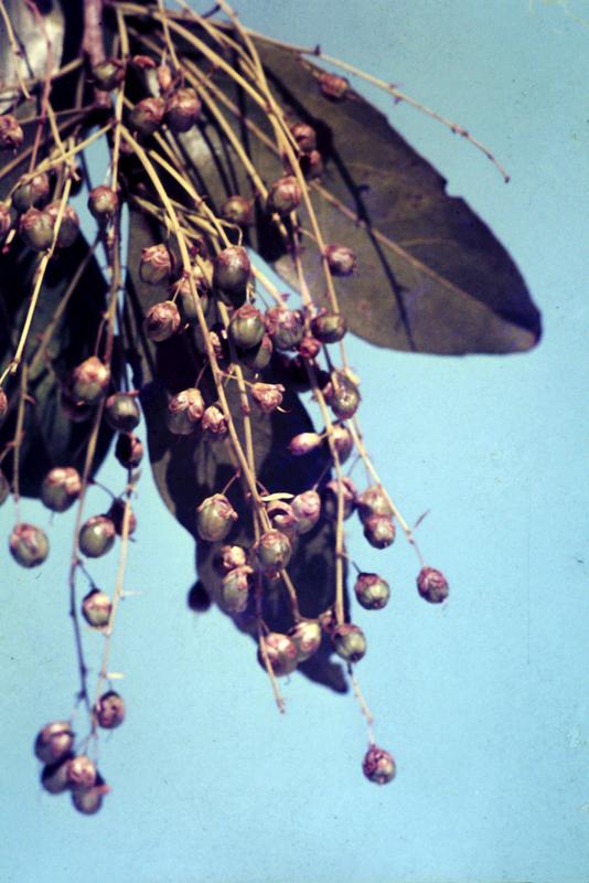 Phyllocosmus lemaireanus