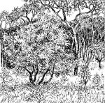 Phyllocosmus lemaireanus