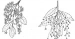 Phyllocosmus lemaireanus